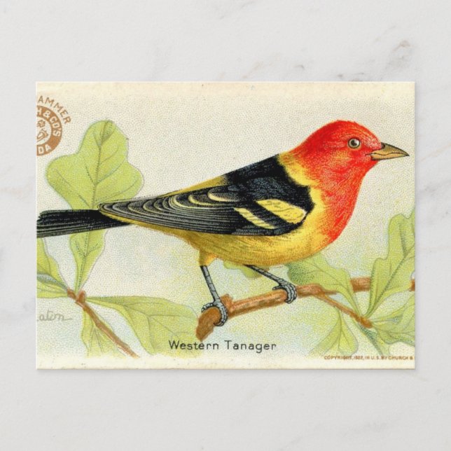 Cartão Postal Western Tanager (Frente)