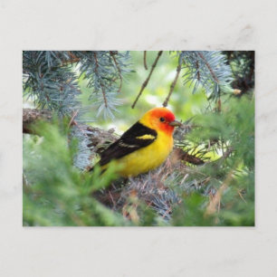 Cartão Postal Western Tanager Postcard
