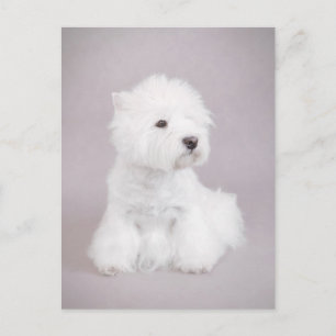 Cartão Postal Westie