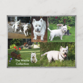 Cartão postal Westie Collection