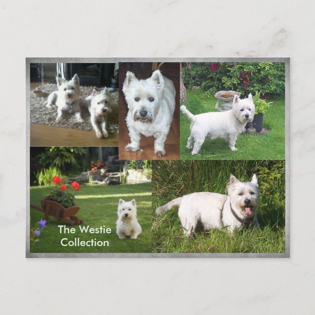 Cartão postal Westie Collection (Frente)