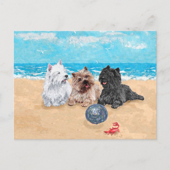 Cartão Postal Westie com Cairn Terriers na Praia (Frente)