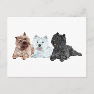 Cartão Postal Westie com Dois Terriers do Cairn