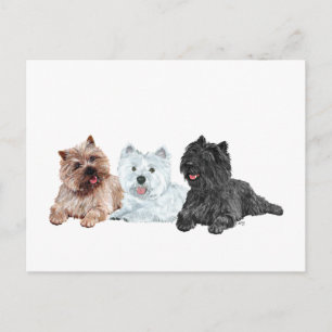 Cartão Postal Westie e Cairn Terriers
