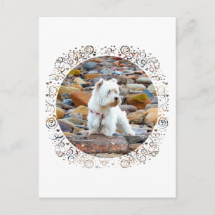 Cartão Postal Westie on the Rocks