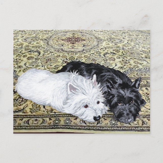 Cartão Postal Westie & Scottie à Vontade (Frente)
