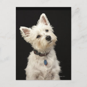 Cartão Postal Westie (West Highland terrier) com coleira