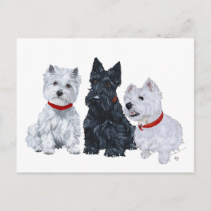 Cartão Postal Westies e um Scottie Juntos