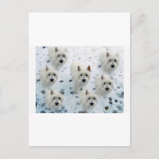 CARTÃO POSTAL WESTIES NA NEVE (Frente)