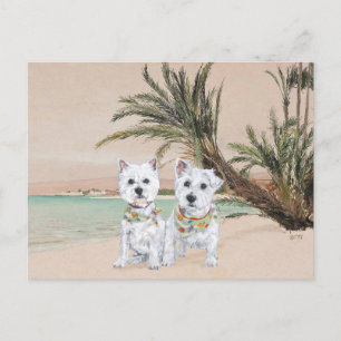Cartão Postal Westies numa praia de Palmerston North