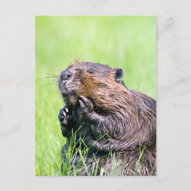 Cartão Postal Wet Beaver (Frente)