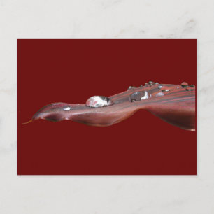 Cartão Postal Wet Canna Lily Folha ~ postcard