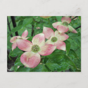 Cartão Postal Wet Dogwood Blossoms
