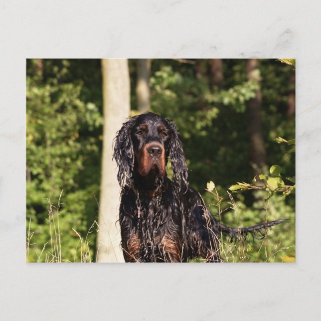 Cartão postal Wet Gordon Setter (Frente)