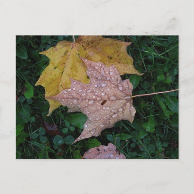 Cartão postal Wet Leaf (Frente)