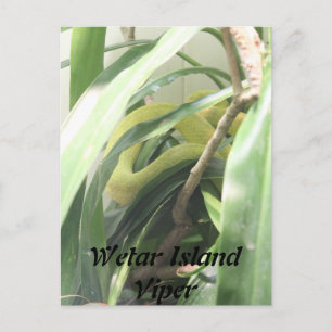 Cartão Postal Wetar Island Viper