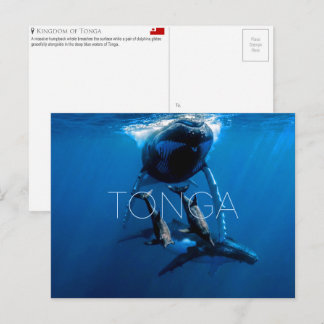 Cartão Postal Whale watching, Tonga Travel Postcard