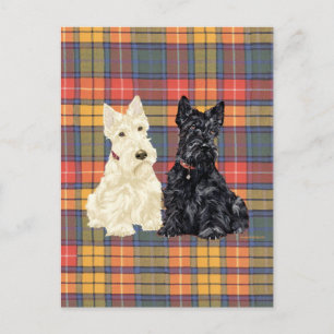Cartão Postal Wheaten e Black Scottish Terriers
