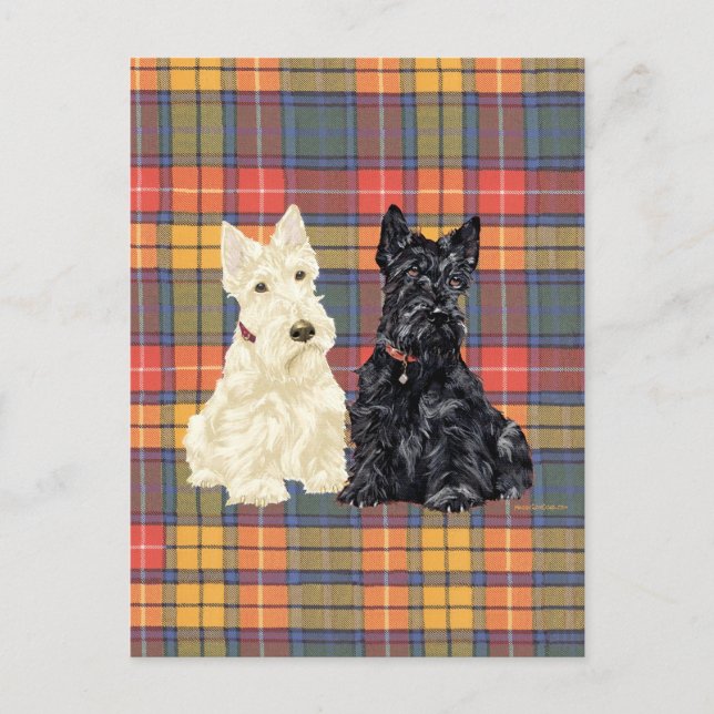 Cartão Postal Wheaten e Black Scottish Terriers (Frente)