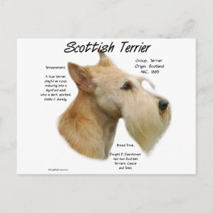 Cartão Postal Wheaten Scottie History