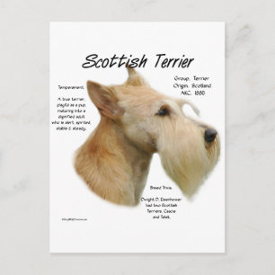 Cartão Postal Wheaten Scottie History