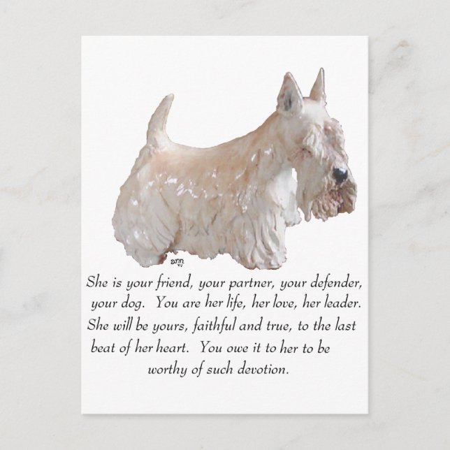 Cartão Postal Wheaten Scottish Terrier - Cadela (Frente)