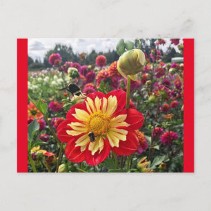 Cartão Postal Wheels Dahlia