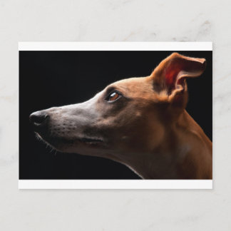 Cartão Postal Whippet