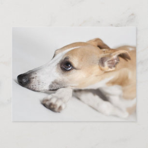 Cartão Postal Whippet