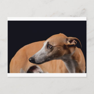 Cartão Postal Whippet