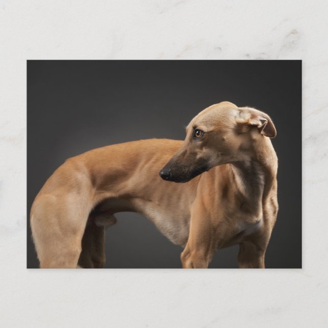 Cartão Postal Whippet (Frente)