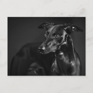 Cartão Postal Whippet preto