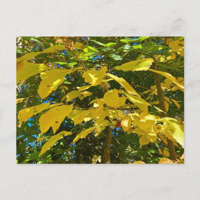 Cartão postal Whitcher Hazel (Frente)