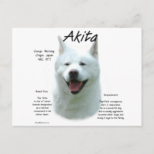 Cartão Postal White Akita