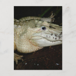 Cartão Postal White Albino Alligator Photo, Imagem do Gator