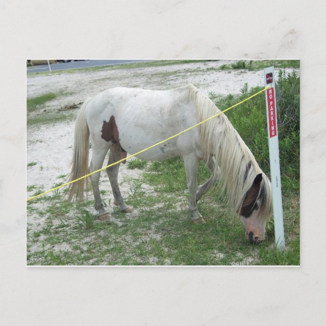Cartão Postal White Beach Pony (Frente)
