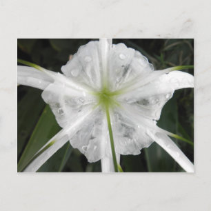 Cartão Postal White Beach Spider Lily Lily Lily Foto Flor