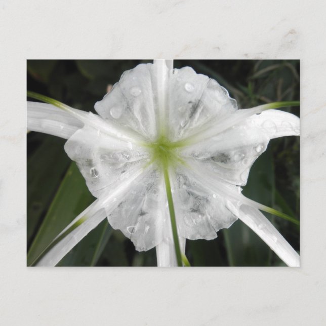 Cartão Postal White Beach Spider Lily Lily Lily Foto Flor (Frente)