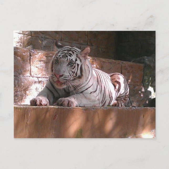Cartão Postal White Bengal Tiger, Cartão-postal de Trinidade (Frente)