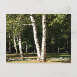 Cartão Postal White Birch