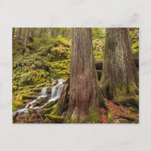 Cartão Postal White Branch Falls, Oregon Cascades, Oregon