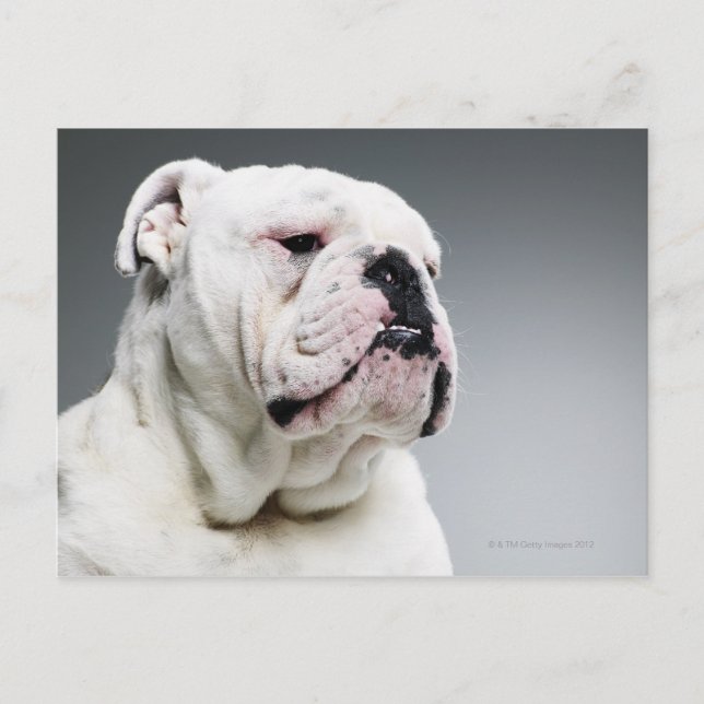 Cartão Postal White Bull dog (Frente)