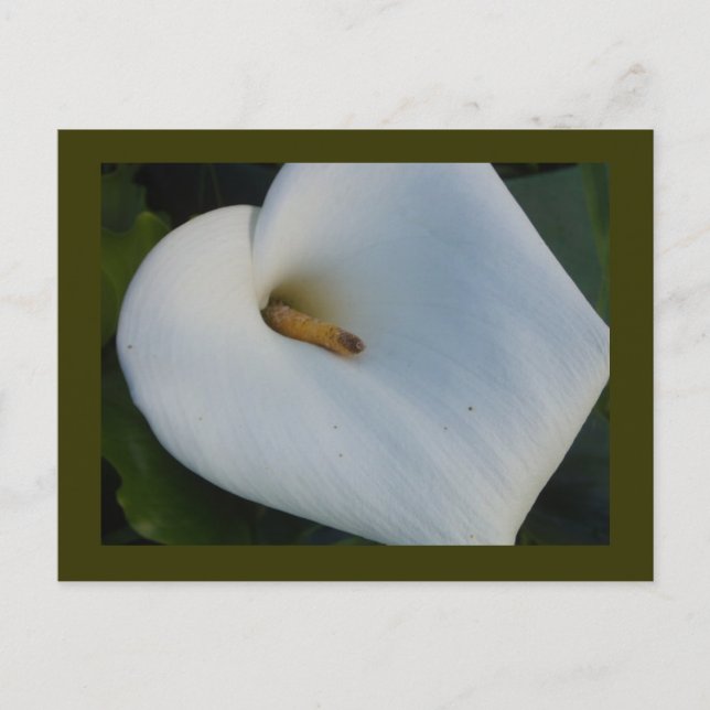Cartão Postal White Cala Lily (Frente)