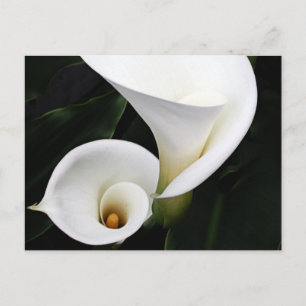 Cartão Postal White Calla Lillies
