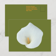 White Calla Lily Flower Backyard Foto do jardim