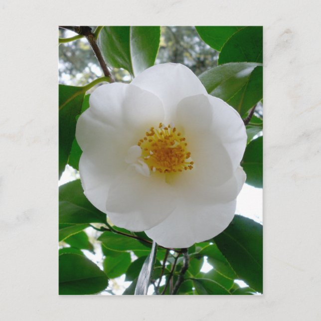 Cartão Postal White Camellia (Frente)