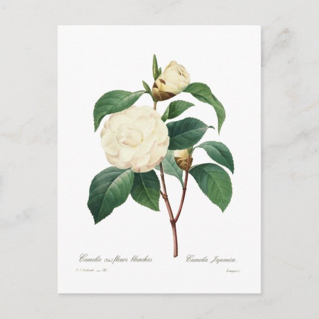 Cartão Postal White Camellia (Frente)