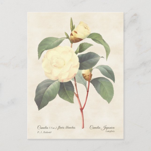 Cartão Postal White Camellia Japonica Vintage Botânica (Frente)