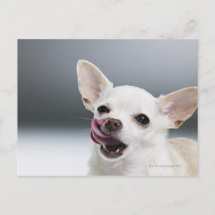 Cartão Postal White Chihuahua licking lips