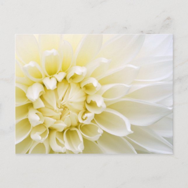 Cartão Postal White Dahlia (Frente)
